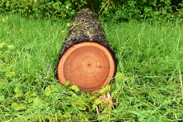 a felled tree trunk lies in the grass