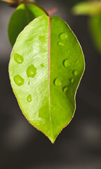 Beautiful close-up of the leaf of pyrus communis