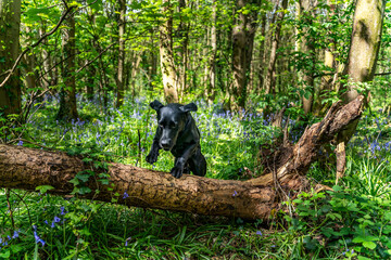 Naklejka premium Dog walking around Penrhos Nature Reserve, Anglesey