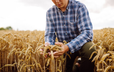 Young farmer in wheat field during harvest in summer with a tablet.  Checking the growth of the...