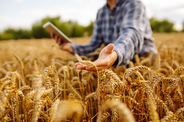 Young farmer in wheat field during harvest in summer with a tablet.  Checking the growth of the crop.  Agriculture, gardening, business or ecology concept. - obrazy, fototapety, plakaty