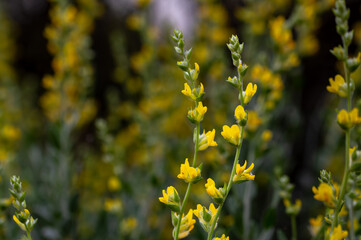 Frame of yellow albaida flowers (Anthyllis cytisoides) in the field