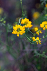 Detail of yellow coronilla (Coronilla juncea) flowers in the spring countryside of Andalusia
