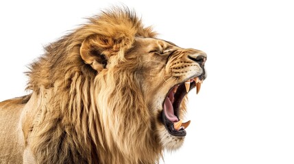 Majestic lion roaring fiercely with mouth agape in a show of strength - obrazy, fototapety, plakaty