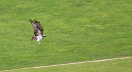 Closeup of an osprey in flight.