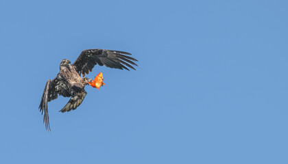 Juvenile bald eagle loses its grip on a goldfish as it flies.