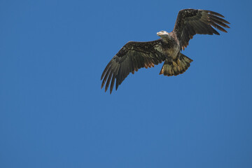 Closeup of a juvenile bald eagle in flight.