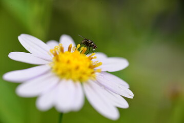 fly on flower