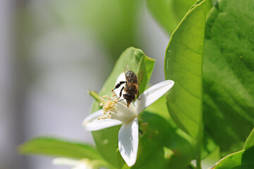 A honey bee collecting pollen on a flowering orange tree. Space for text