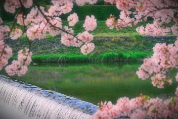 桜と緑と鴨川の流れ