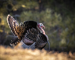 Merriam's tom turkey - Meleagris gallopavo - in full strut Colorado, USA