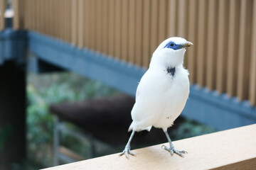 Obraz premium close up of fluffy white Bali Mynah standing on the wooden fence deck with trees and leaves at the back