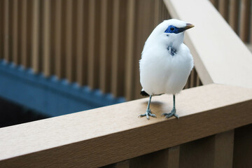 close up of fluffy white Bali Mynah standing on the wooden fence deck with trees and leaves at the back