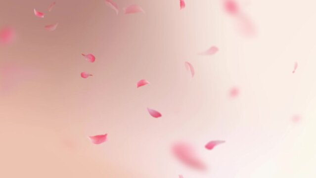Soft and Elegance of Falling Cherry Blossom Petals.