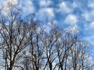 Bottom view of tree tops without leaves, blue sky and white clouds