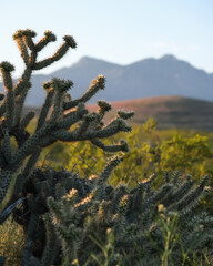 Cholla cactus with a bird nest in the morning sun with mountains behind 
