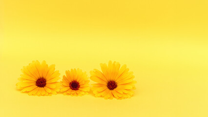 Three yellow marigold calendula flowers on yellow backdrop. Nature and Sustainability, ecology and...