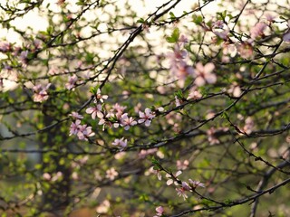 Cherry tree in the garden