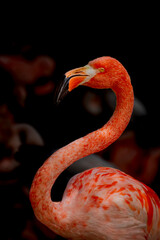 pink flamingo in the zoo