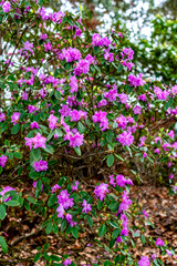 Purple Blossoms Background