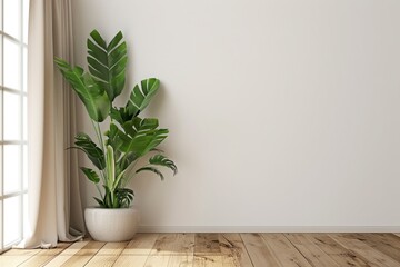 Empty White Wall with Plant and Brown Curtain on Scandinavian Style Wood Floor