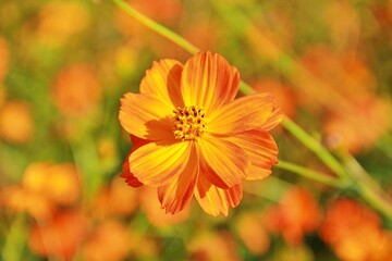 cosmos orange flower