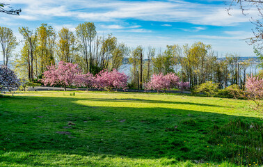 Spring Trees On Slope 2