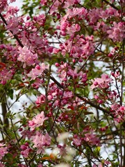 Pink flowers in the garden
