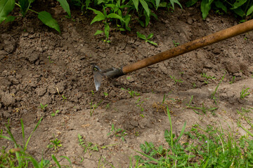 watering the garden