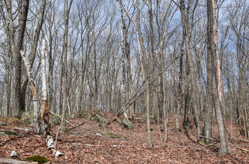 the wilderness of the quabbin reservoir