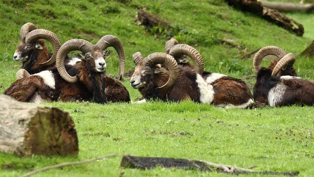 mouflon and sheep in the wild
