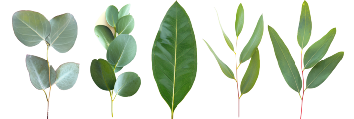 set of types of eucalyptus leaves, aromatic and slender, isolated on transparent background