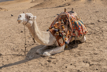 camel resting on the Giza Plateau in Egypt
