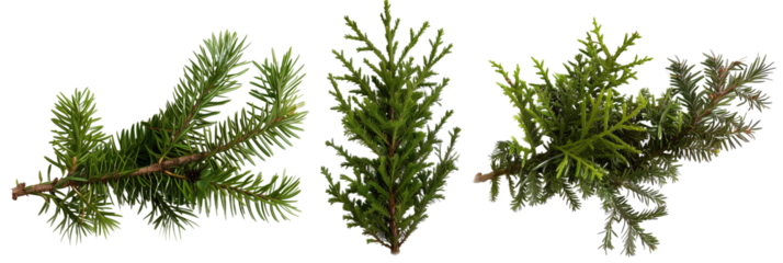 set of spruce boughs, lush and needle-like, isolated on transparent background