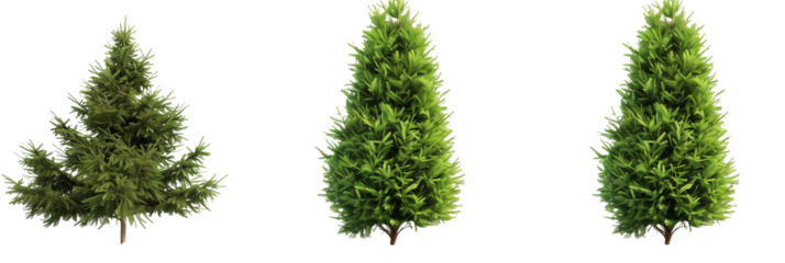 set of arborvitae trees, conical and lush, isolated on transparent background