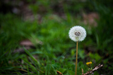 dandelion in the grass