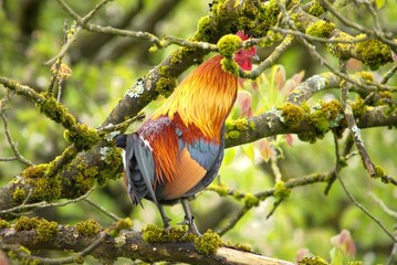 bright beautiful rooster on a tree branch