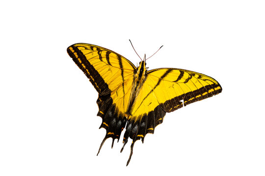  Two-Tailed Swallowtail (Papilio (Pterourus) multicandatus)  High Resolution Photo, on a Transparent PNG Background