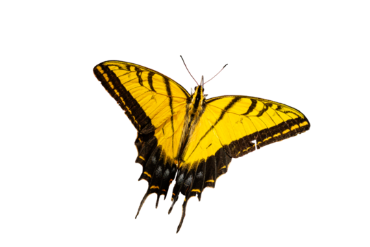  Two-Tailed Swallowtail (Papilio (Pterourus) multicandatus)  High Resolution Photo, on a Transparent PNG Background