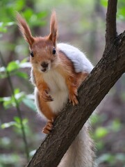 Red squirrel on a tree
