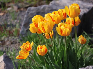 Yellow and red tulips in spring