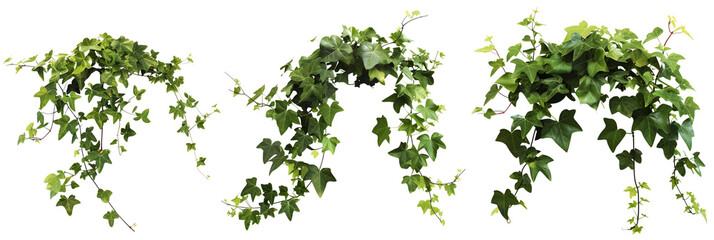 set of ivy vines, lush and trailing, isolated on transparent background