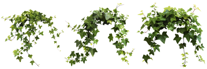 set of ivy vines, lush and trailing, isolated on transparent background