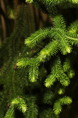 Rare form of epiphytic tassel fern allies Phlegmariurus multifarius	