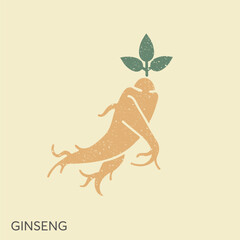 Ginseng logo design vector template. Ginseng root in vintage style