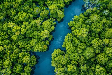 Naklejka premium Aerial view of dense mangrove forest with lush green canopy and snaking waterways, embodying the concept of natural ecosystems and conservation