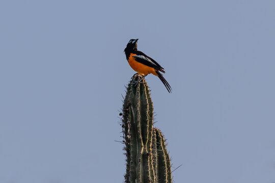 Venezuelan Troupial (Icterus icterus) sitting atop cactus, on the island of Aruba. It is the national bird of Venezuela.
