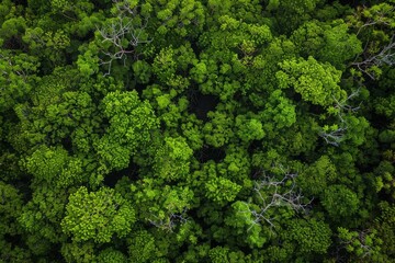 Naklejka premium Drone captures dense mangrove canopy from above, showcasing a thriving green expanse, Concept of natural ecosystems and environmental health