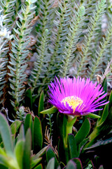 Fototapeta premium Carpobrotus edulis - roślina o soczystych liściach z rodzaju Carpobrotus