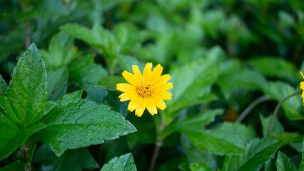 FLOR AMARILLA CON GOTAS DE AGUA EN LAS HOJAS